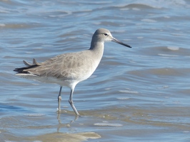 Western Willet